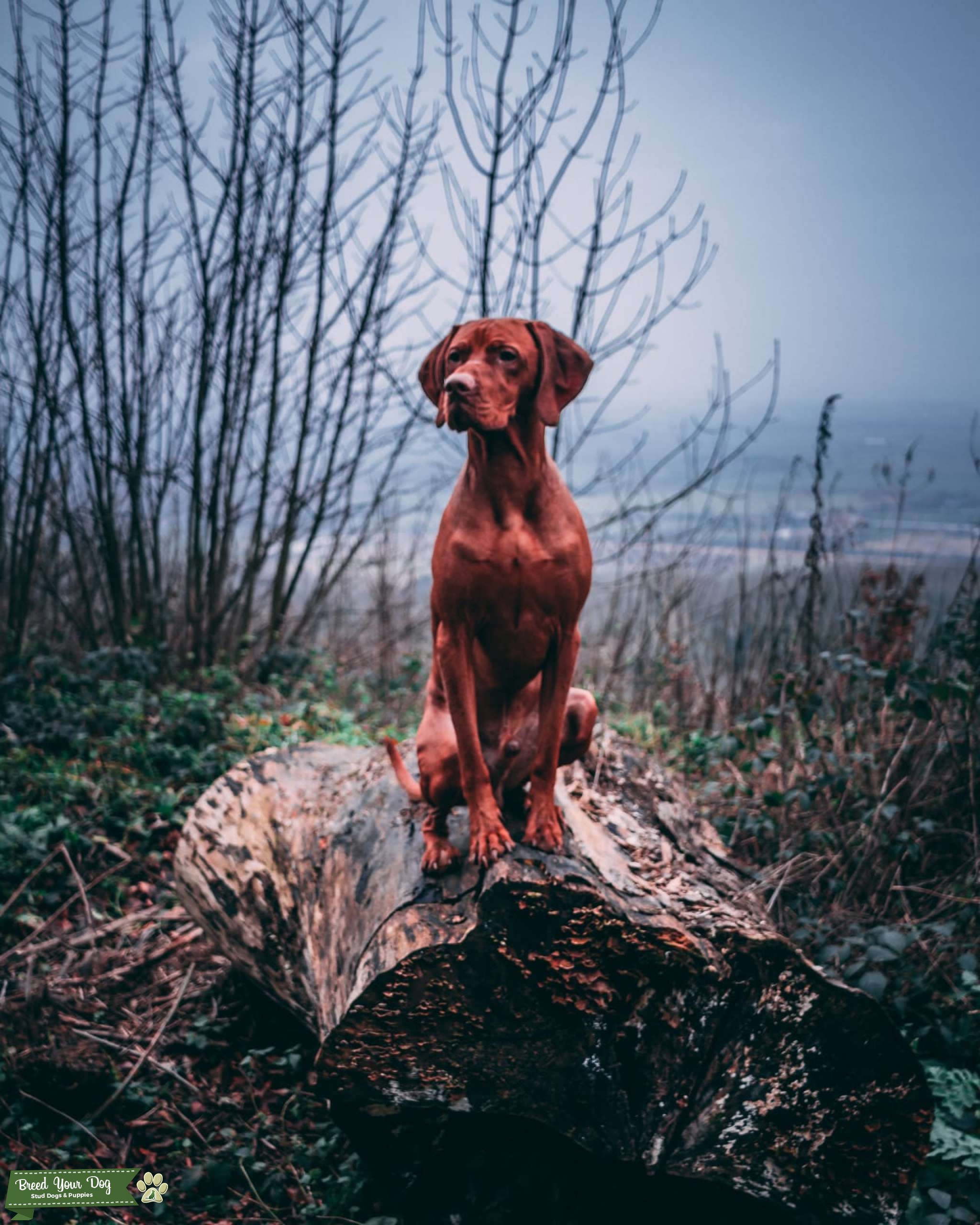 Hungarian vizsla smooth coat Stud Dog in East Midlands , United States Breed Your Dog