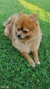 Pomeranian Male 2 years  Listing Image