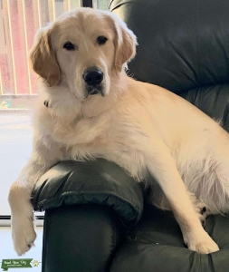 Serious Golden Retriever looking for a beautiful female Listing Image