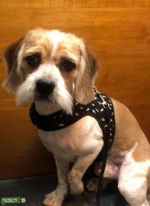 Beagle/shitzu male Listing Image