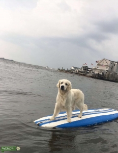 Golden English Cream Retriever Listing Image