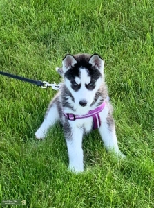 Looking to Breed This Stud Listing Image