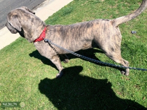 Cane Corso Stud  Listing Image