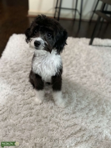 Toy F1B Aussiedoodle Male ready to breed! Listing Image