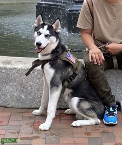 Pure bred Siberian Husky Listing Image