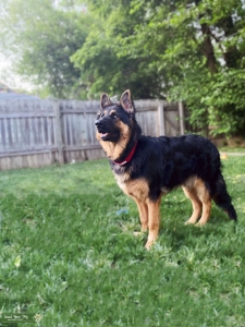 Long hair German Shepherd  Listing Image