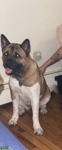 Looking for male akita for mating  Listing Image