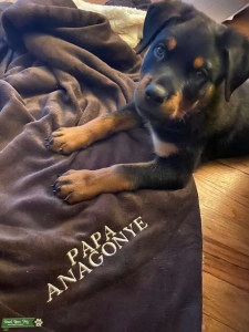 AKC Certified Rottweiler Listing Image