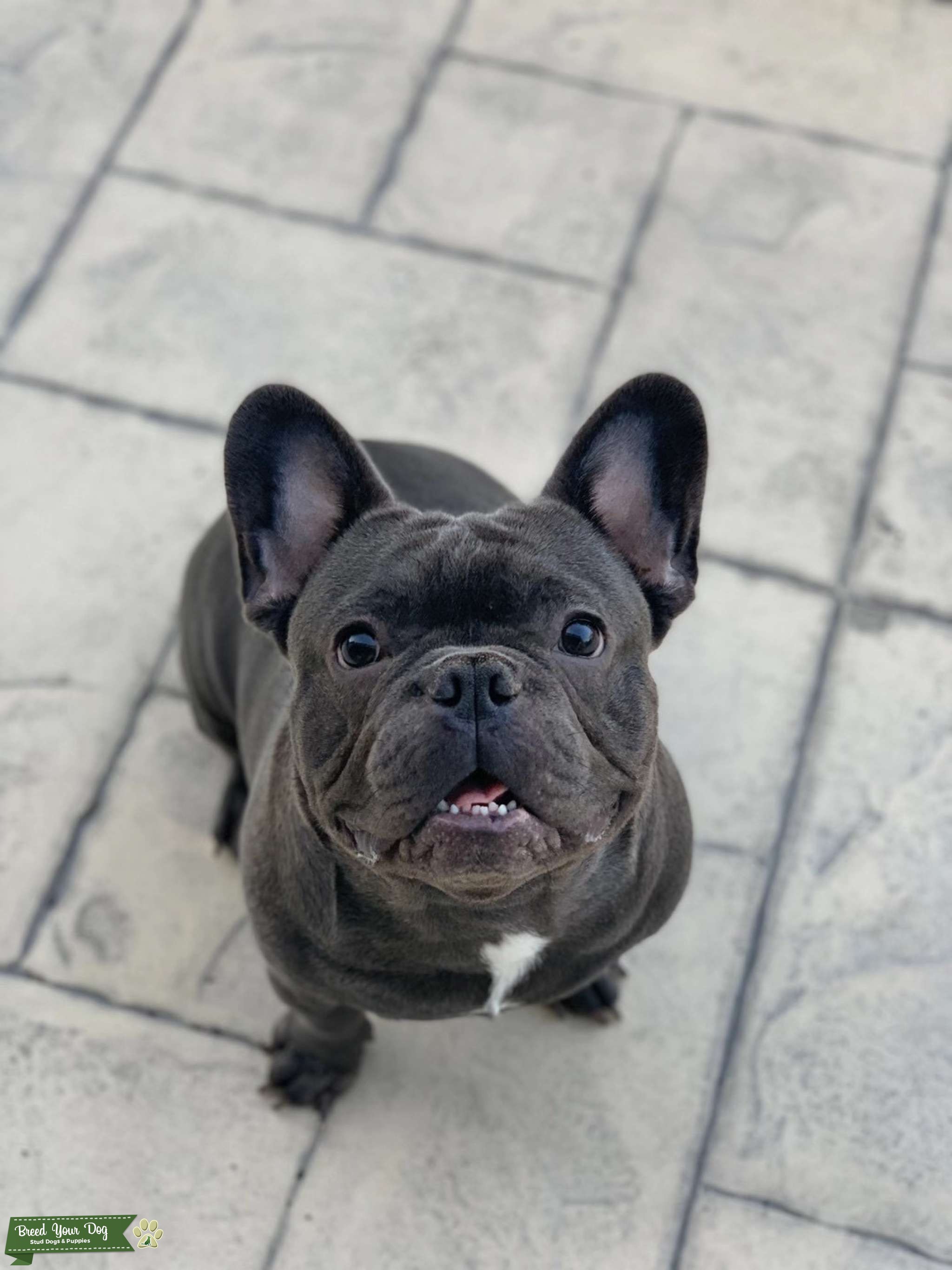 Stud Dog Grey Frenchie For Stud in US Breed Your Dog Stud Dog Grey Frenchie For Stud in US Breed Your Dog