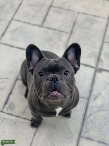 Grey Frenchie For Stud in US Listing Image