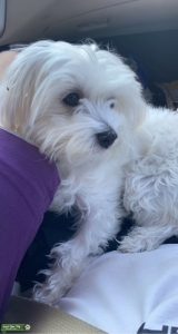 Looking for a Boyfriend  Listing Image