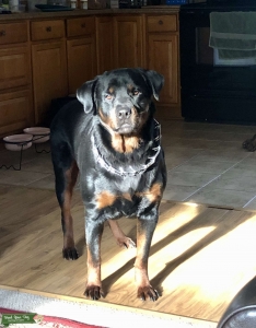 Looking for Rottweiler Stud Listing Image