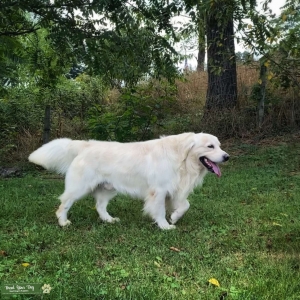 Stud Dog Listing Image