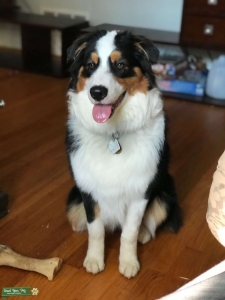 AKC Registered Tri Colored Australian Shepard Listing Image