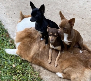 Small Female chihuahuas avail Listing Image