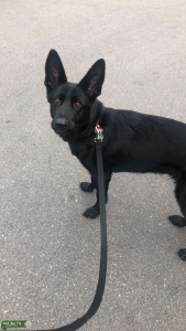 AKC Female GSD looking for Stud Service Listing Image