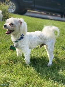 AKC Maltese Stud Listing Image