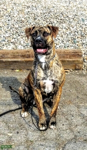 Brindle mastiff mix Listing Image