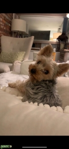 Pretty girl  Yorkie looking for a handsome small yorkie boyfriend  Listing Image