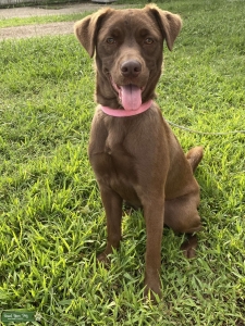 Labrador Retriever & Australian Shepard Mix Listing Image
