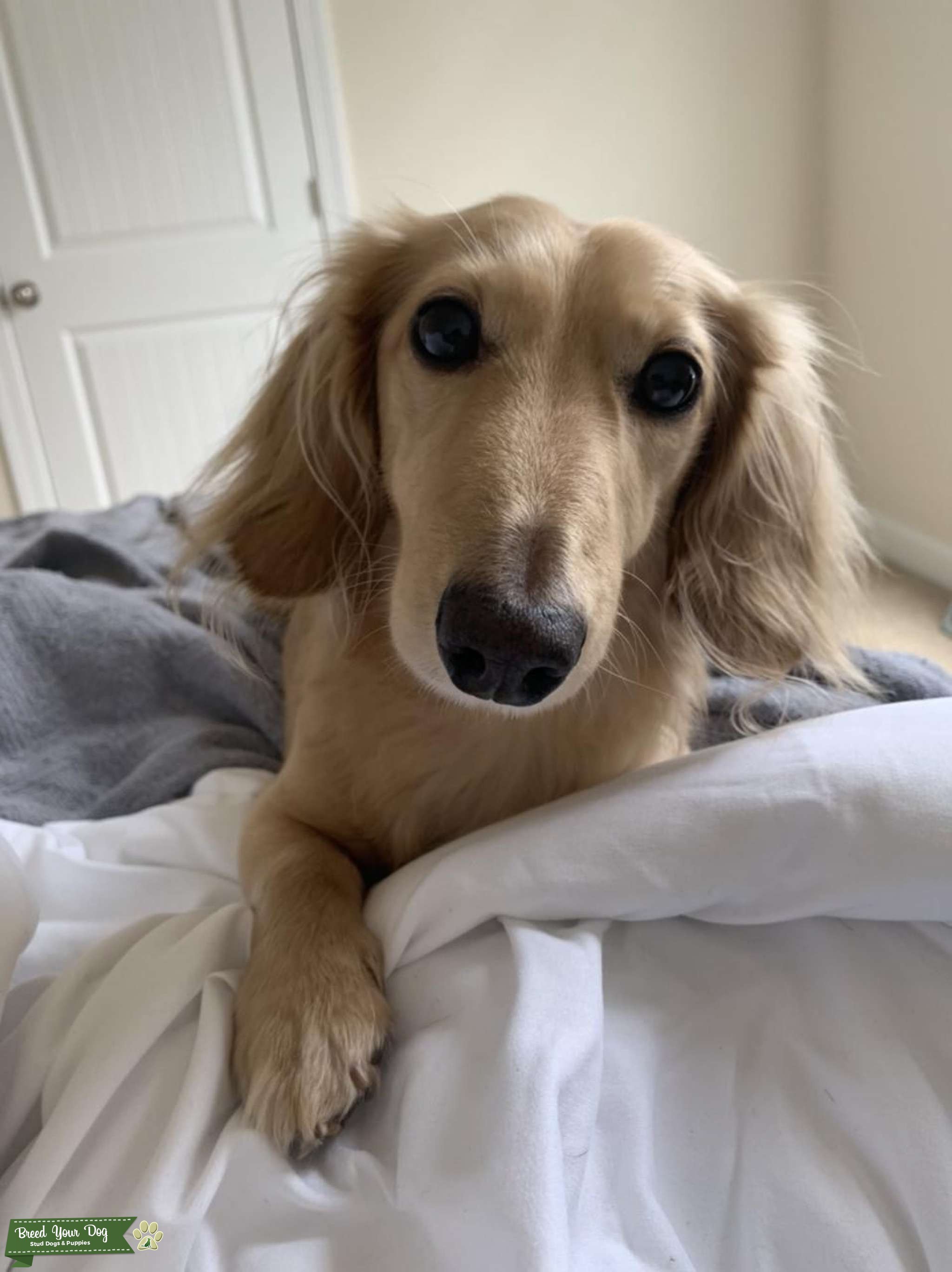 Miniature cream dachshund Stud Dog in Lincoln , the United States