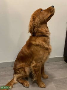 Purebred Golden Retriever  Listing Image