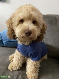 Teddy the Cockapoo F1 Listing Image