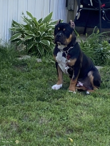 American bully  Listing Image