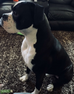 Full Bred Boxer mild manner family dog Listing Image