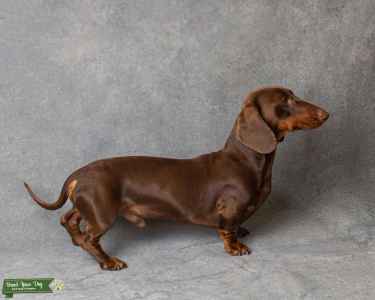 miniature dachshund stud near me