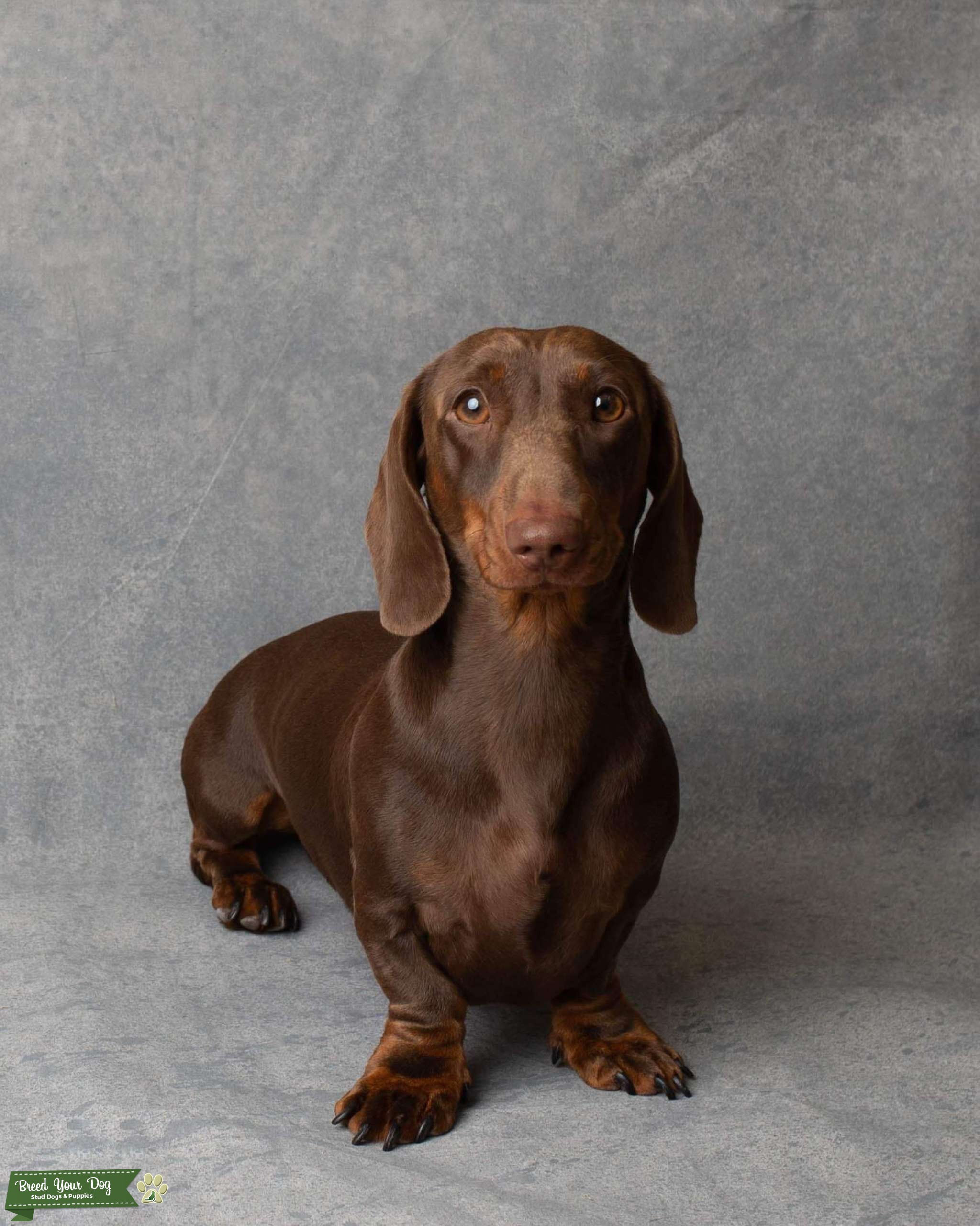 chocolate mini dachshund