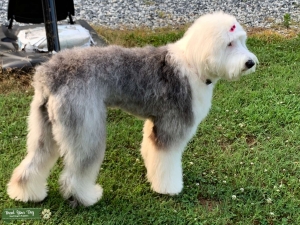 Beautiful Old English Sheepdog Listing Image