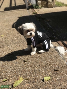 Stud Shihtzu looking for a bitch to breed with  Listing Image