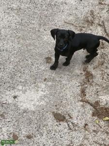 Mini Dachsund in search of Cocker Spaniel Wife  Listing Image