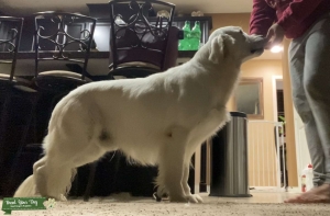 Golden retriever stud service  Listing Image