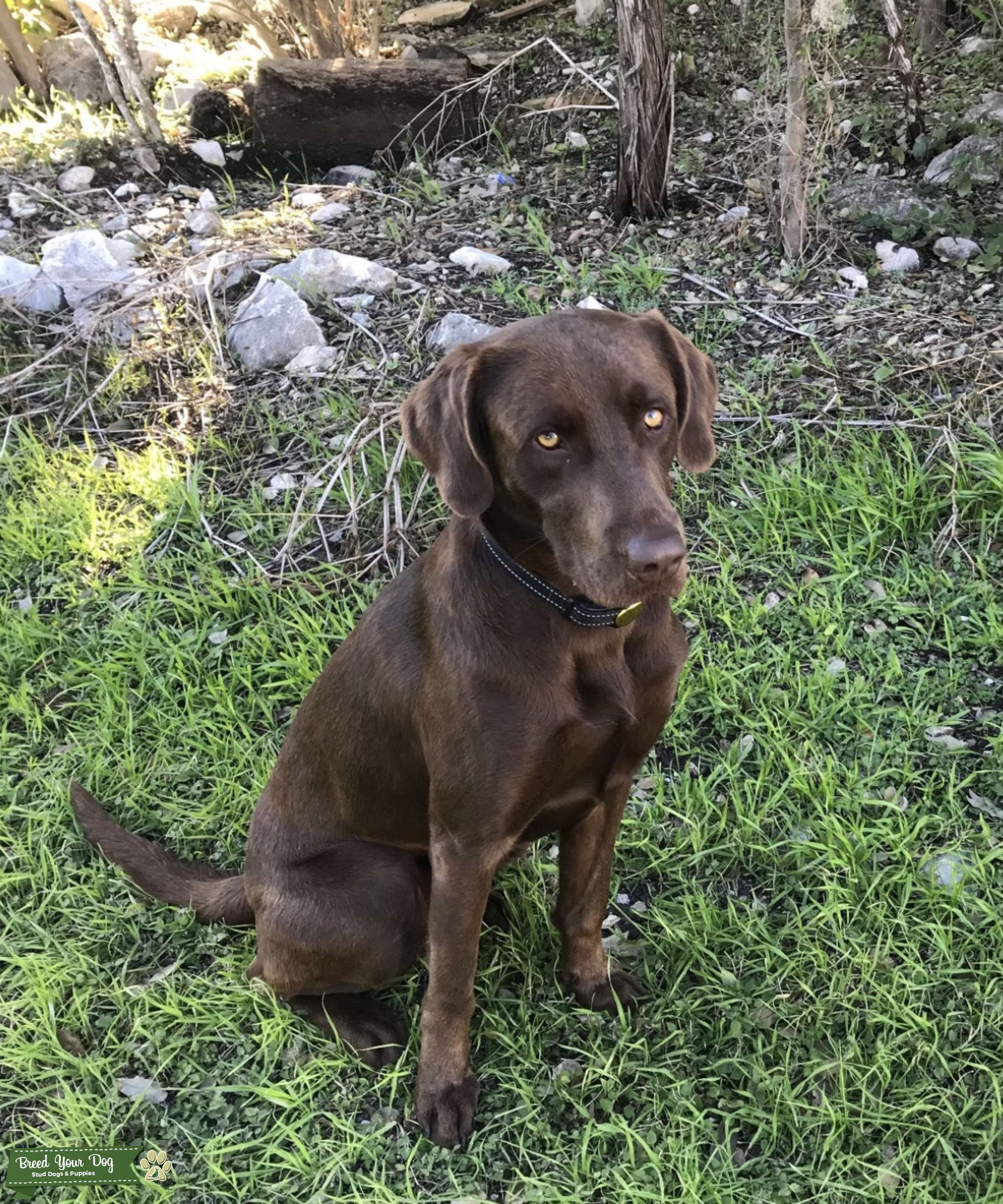 AKC Chocolate Lab Stud Dog in Texas, United States Breed Your Dog