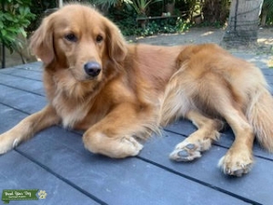 Golden Retriver looking for a poodle stud Listing Image