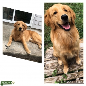 Looking for female Golden Listing Image