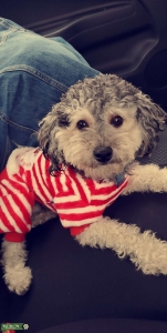 toypoodle black/white  Listing Image