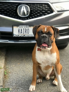 Searching for Pure Boxer Female Listing Image