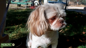 Stud Shih Tzu Listing Image