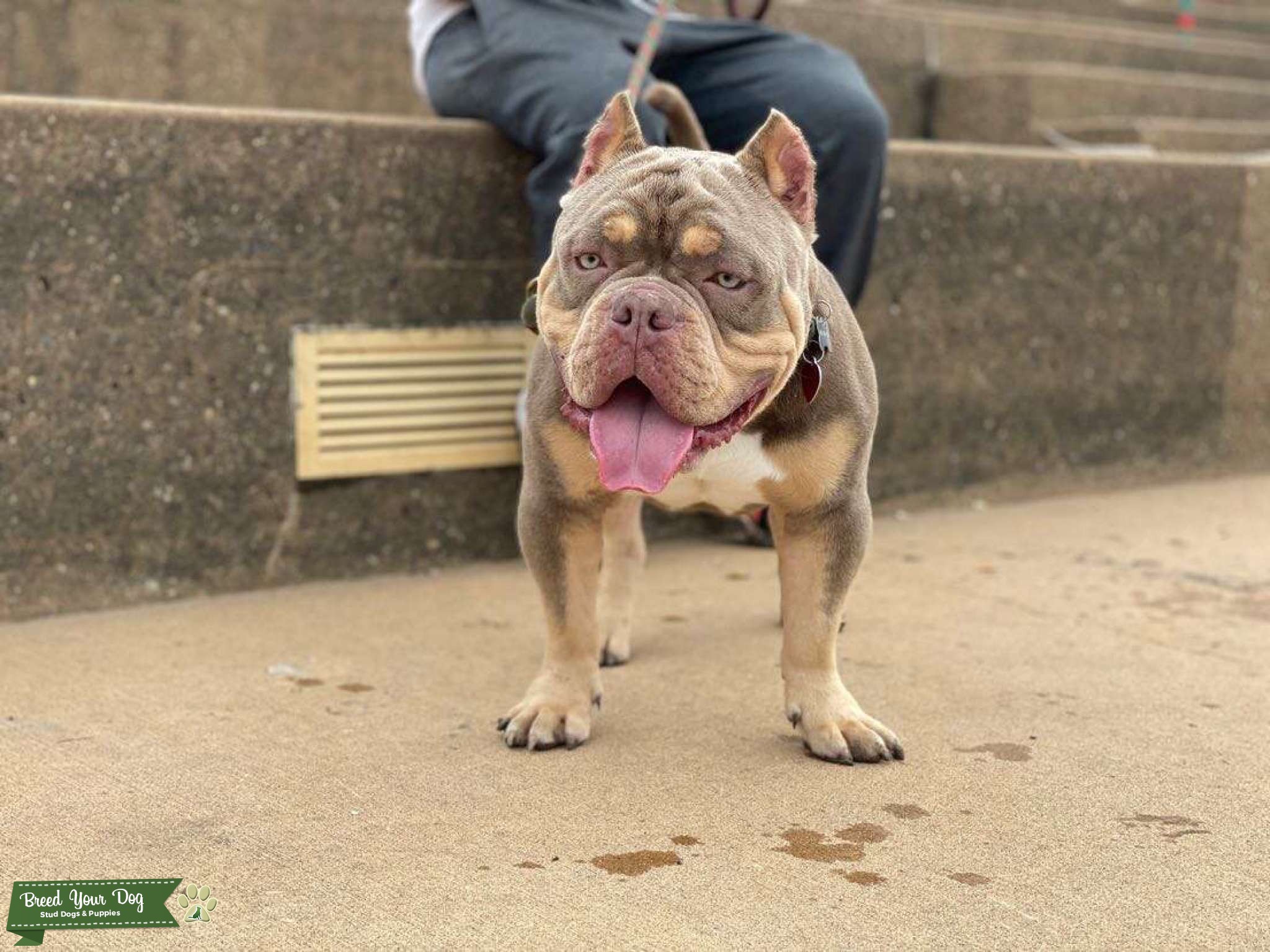 American Bully Pocket Stud Stud Dog in MN, the United States Breed