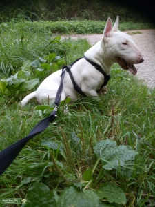Miniature English bull terrier stud  Listing Image