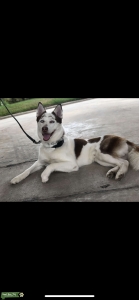 Piebald Siberian Husky Listing Image