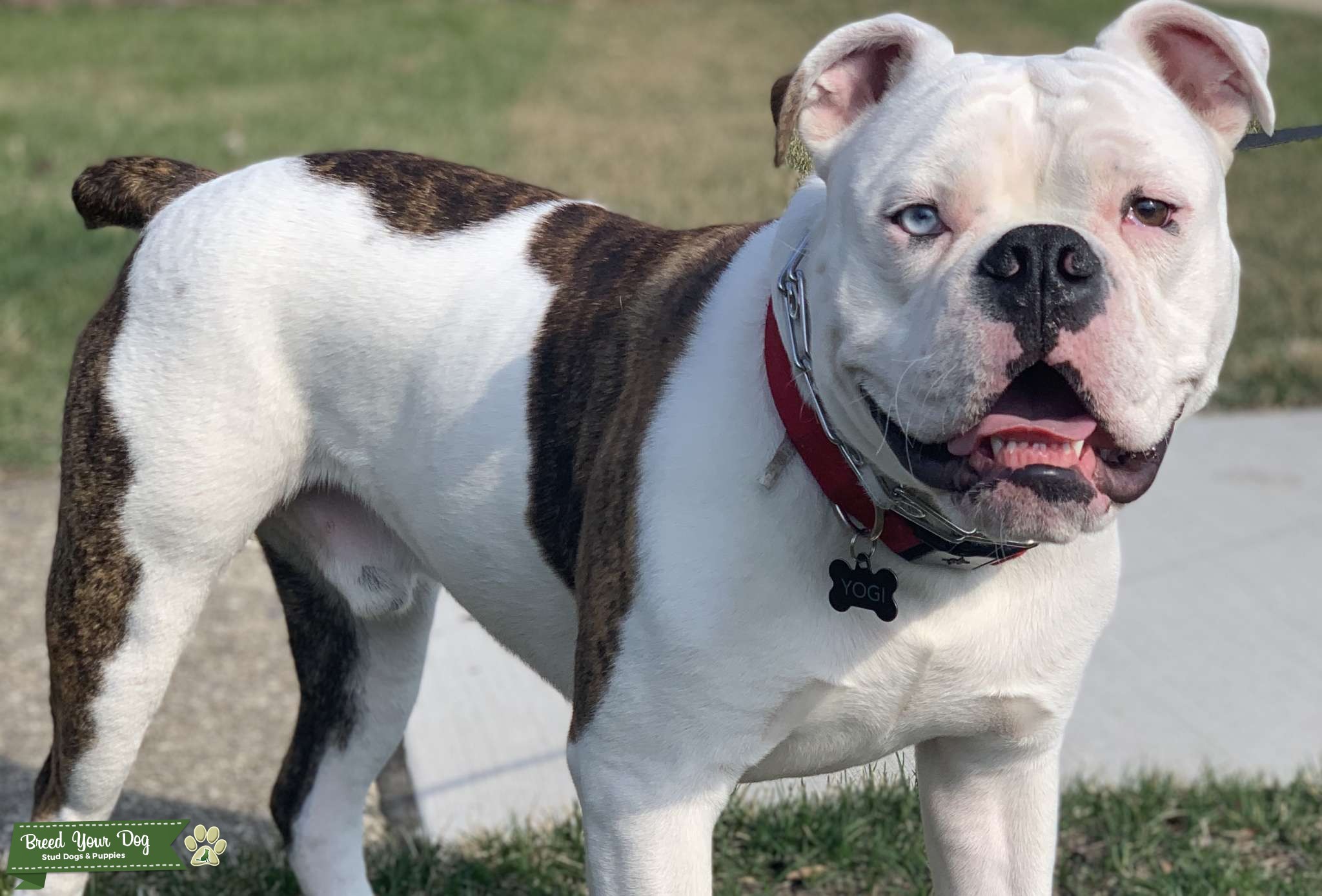 olde-english-bulldog-stud-dog-in-illinois-the-united-states-breed