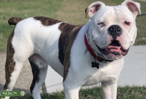 Olde English Bulldog Listing Image