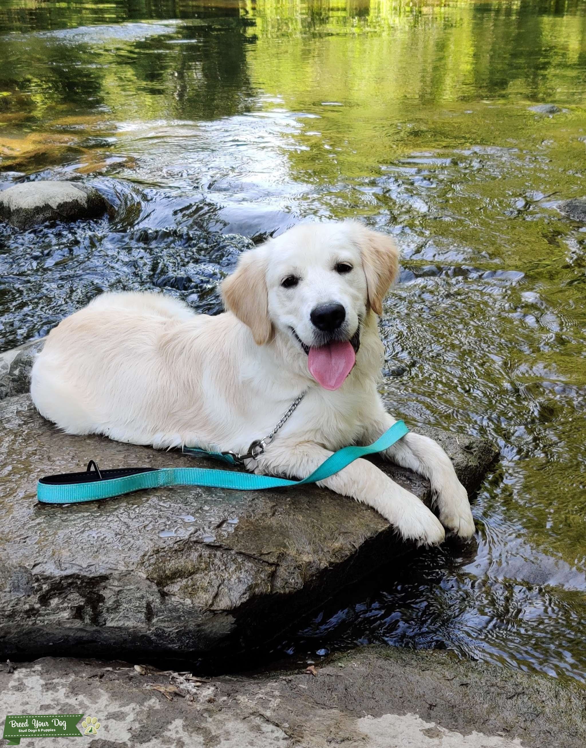 English Cream Golden Retriever Stud Dog in Michigan, United States