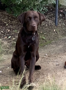 AKC Chocolate lab stud  Listing Image