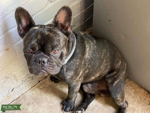 French Bulldog Stud Listing Image