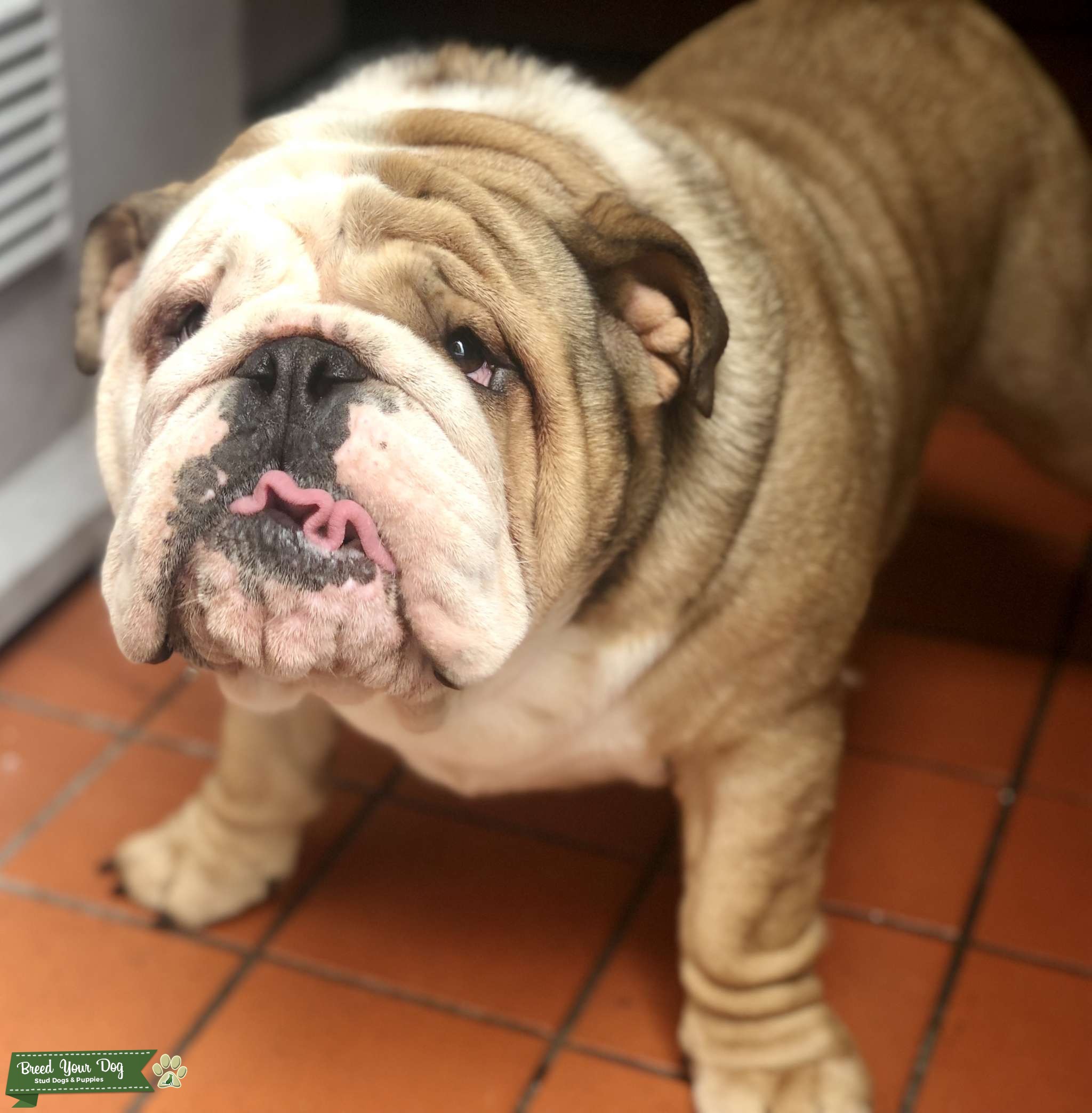 Stud Dog Champion Bulldog for Stud Breed Your Dog